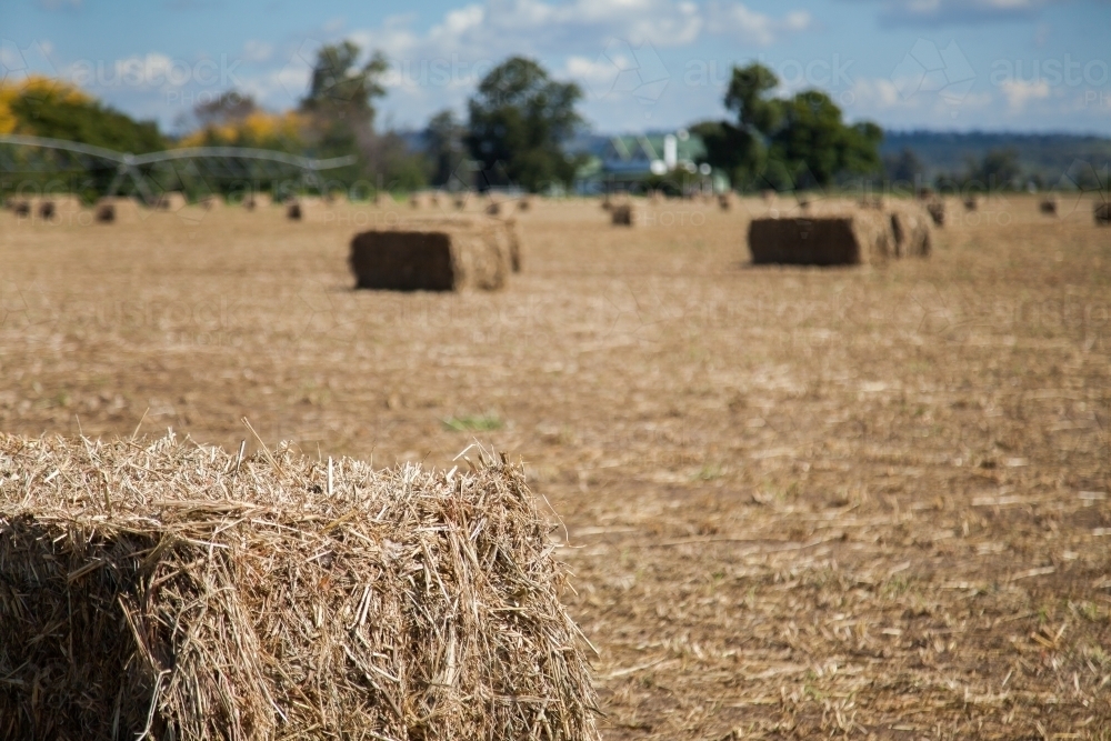 Square hay bales in sunny country paddock landscape - Australian Stock Image
