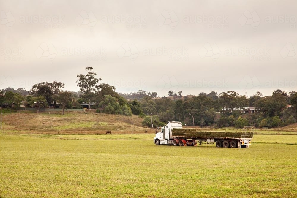 Square lucerne hay bales stacked on the back of a truck in a paddock - Australian Stock Image