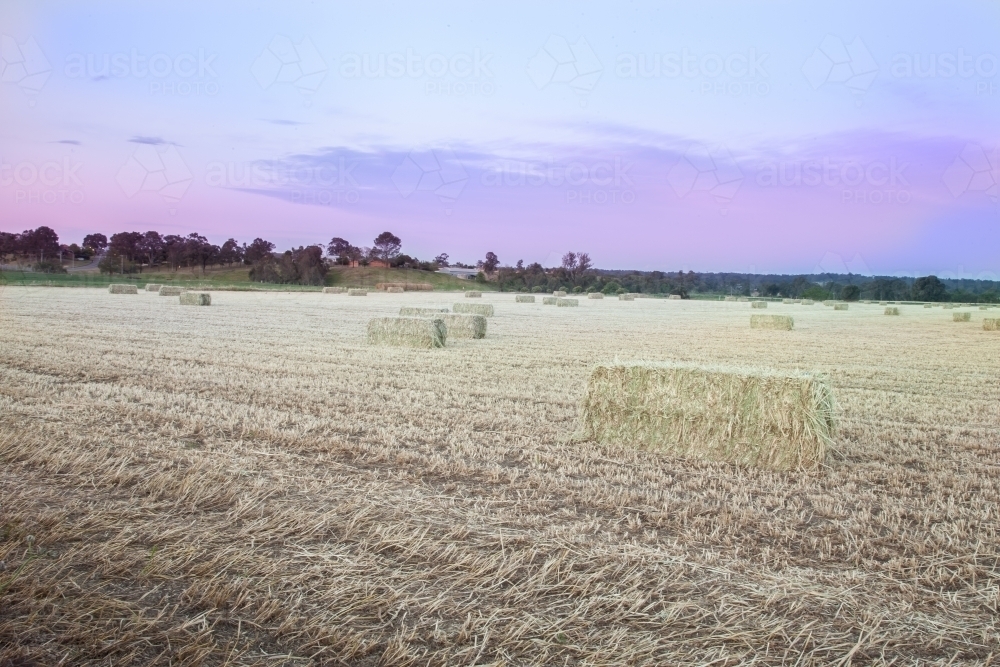 Square oat straw in farm paddock at dusk - Australian Stock Image