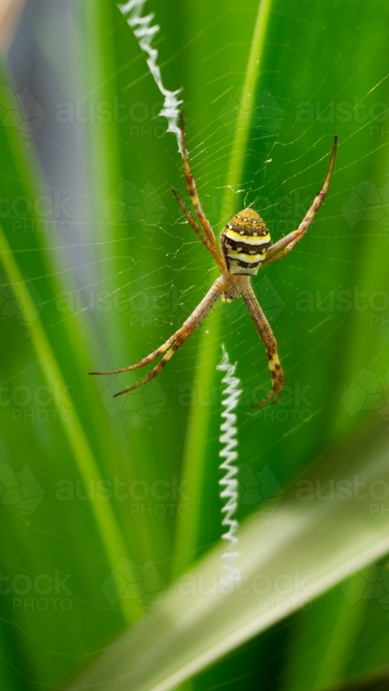 St Andrews Cross Spider - Australian Stock Image
