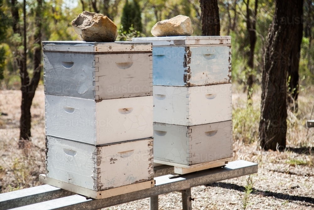 Stacked bee hives in aussie bush - Australian Stock Image
