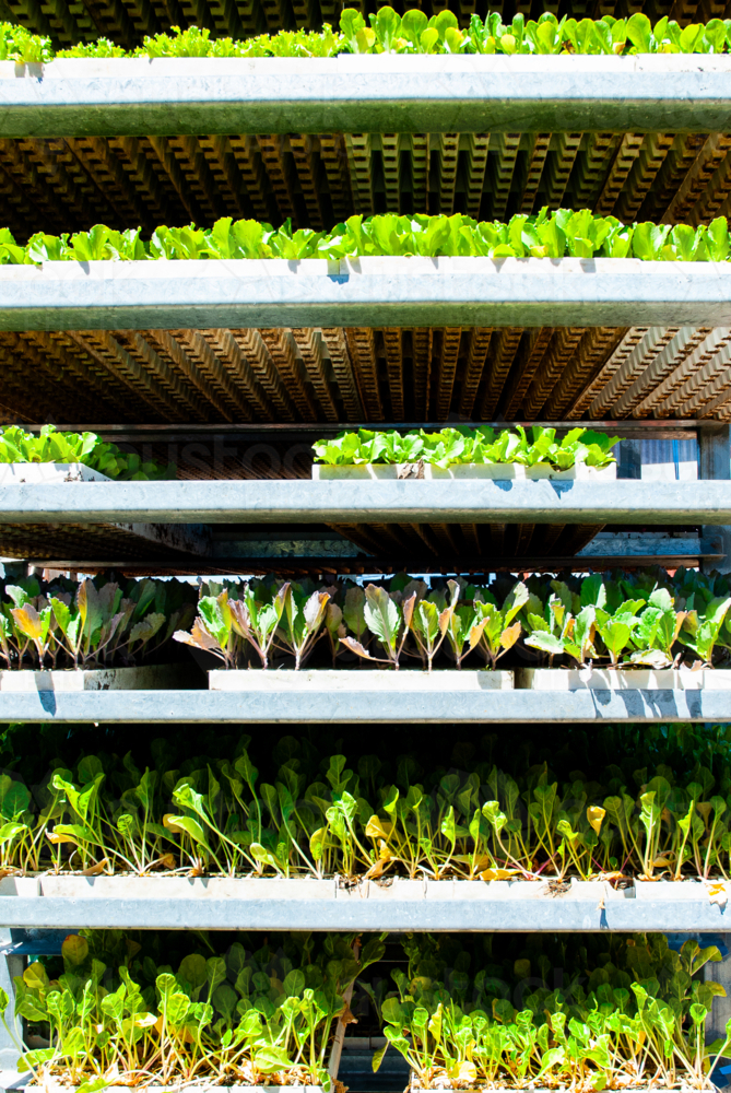 Stacked trays of vegetable seedlings - Australian Stock Image