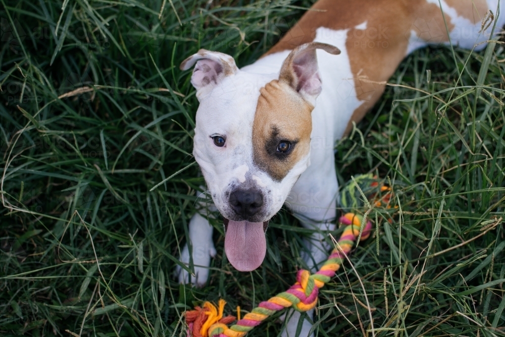 Staffy playing with rope toy - Australian Stock Image