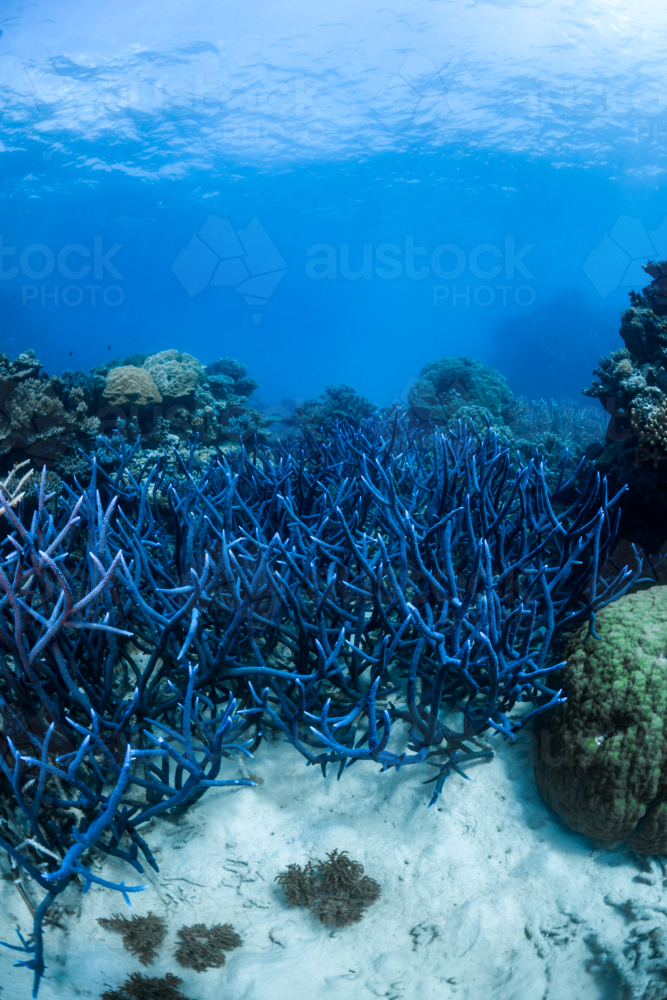 Staghorn coral on the Great Barrier Reef - Australian Stock Image