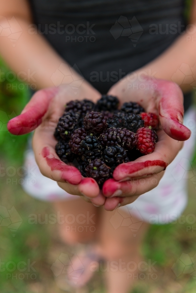 stained hands holding mulberries - Australian Stock Image