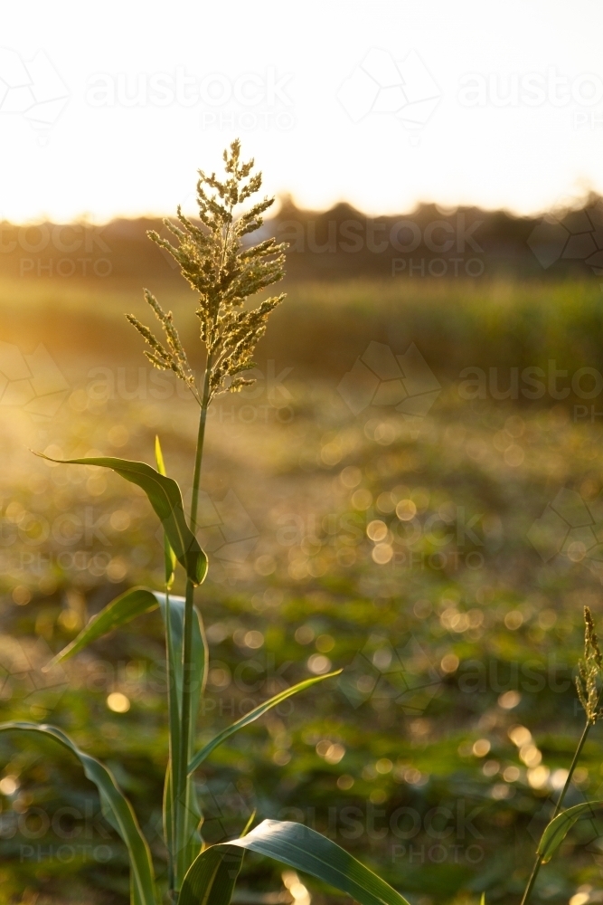 Stalk of forage sorghum in paddock in afternoon light at sunset - Australian Stock Image
