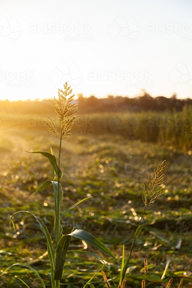Stalk of forage sorghum in paddock in afternoon light at sunset - Australian Stock Image
