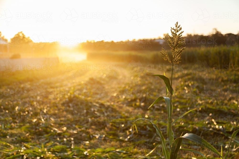 Stalk of forage sorghum in paddock in afternoon light at sunset - Australian Stock Image