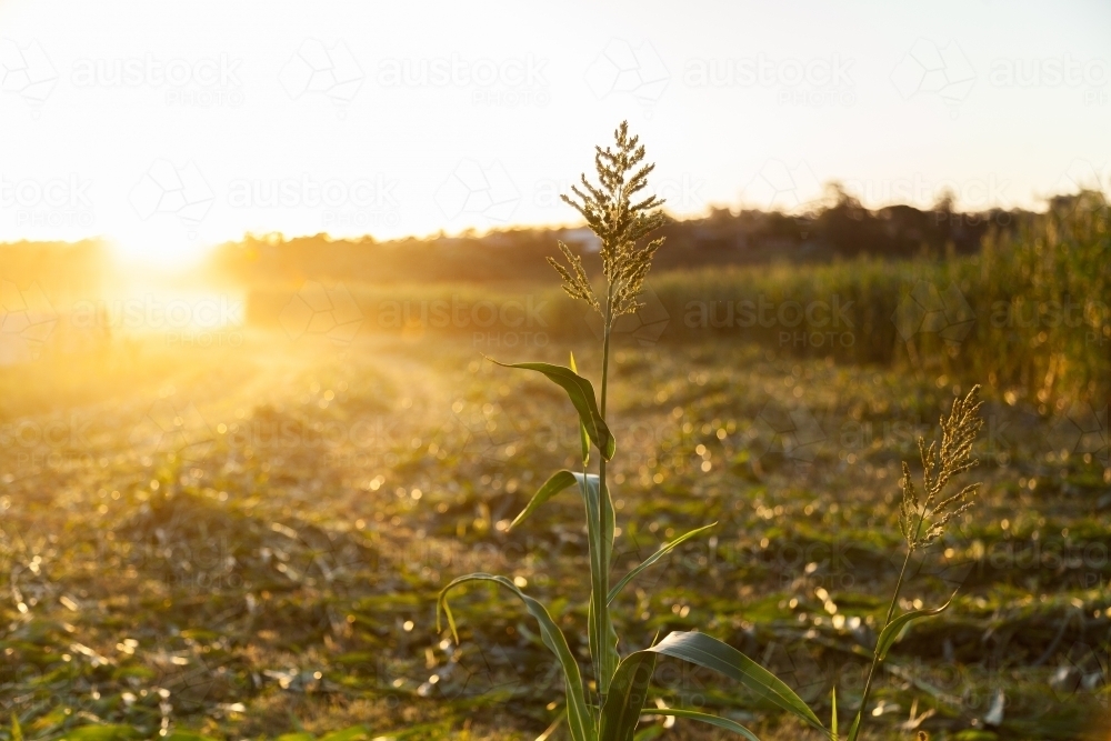 Stalk of forage sorghum in paddock in afternoon light at sunset - Australian Stock Image