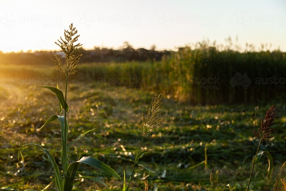 Stalk of forage sorghum in paddock in afternoon light at sunset - Australian Stock Image