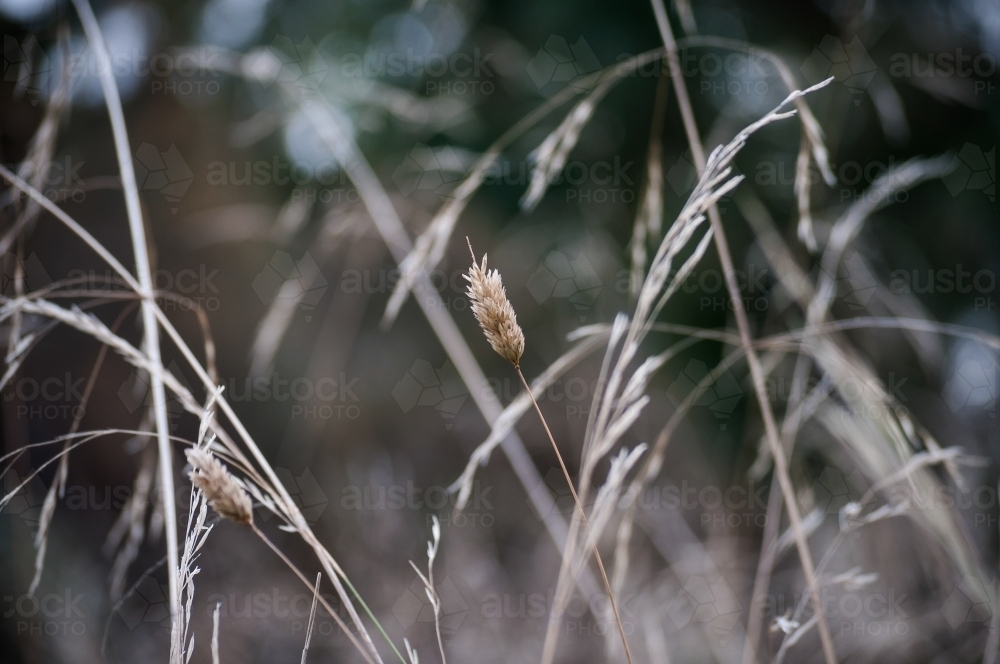 Stalk of Wheat Blowing in the Wind - Australian Stock Image