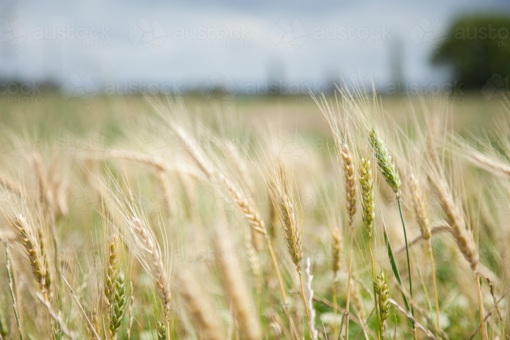 Stalks of bearded wheat in a farm paddock - Australian Stock Image