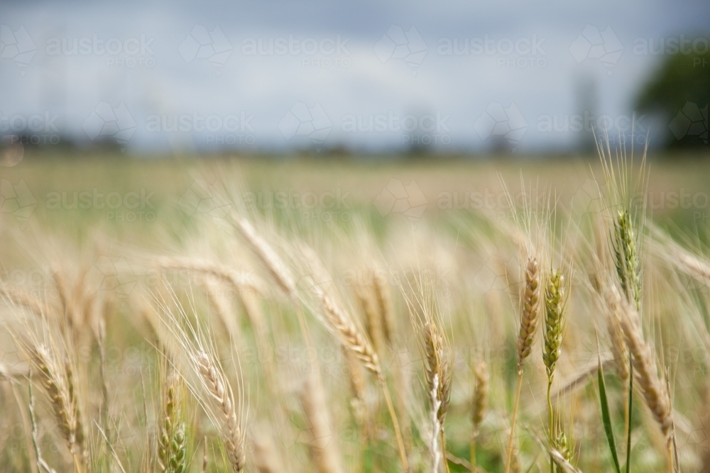 Stalks of bearded wheat in a farm paddock - Australian Stock Image