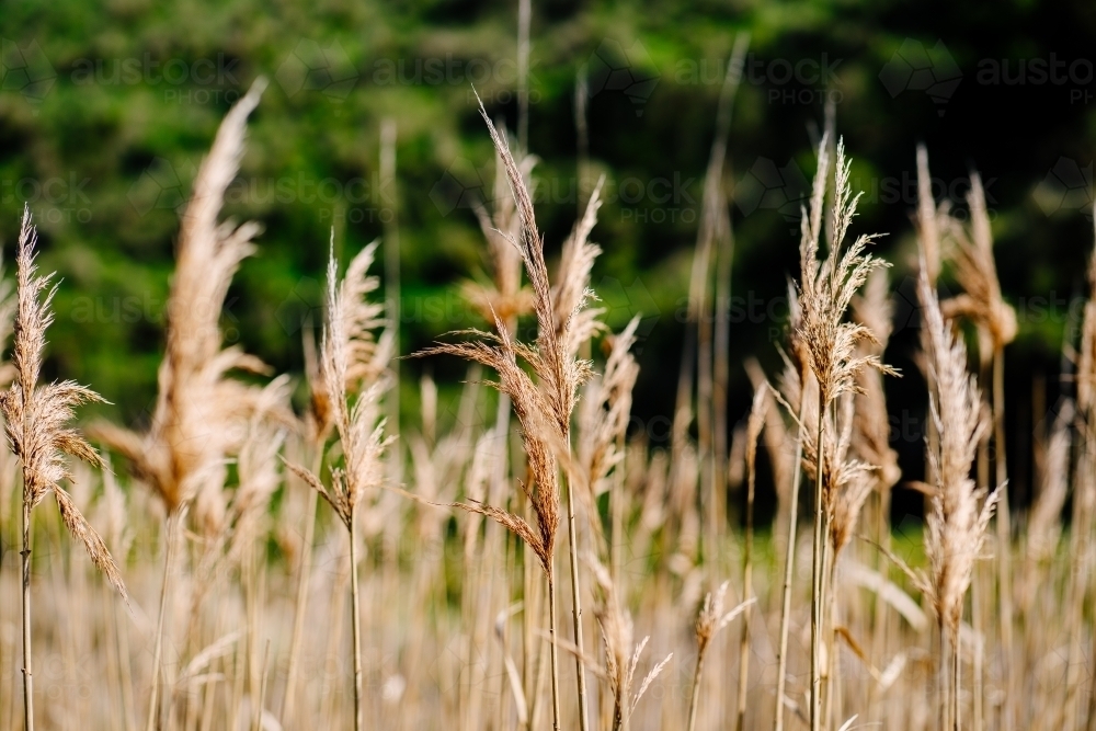 Stalks of dry tall grass some out of focus on green backgorund - Australian Stock Image