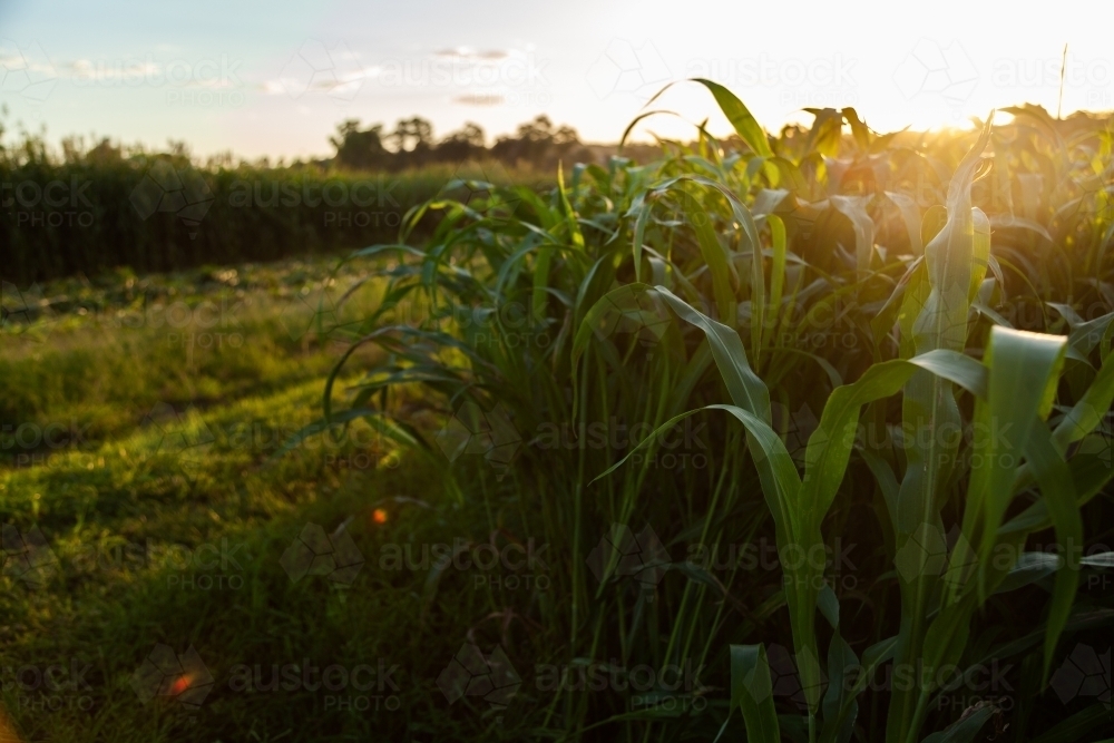 Stalks of green forage crop plants on farm in afternoon light - Australian Stock Image