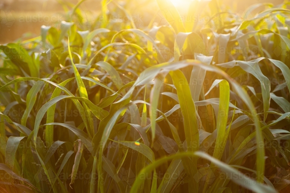 Stalks of green forage crop plants on farm in afternoon light - Australian Stock Image