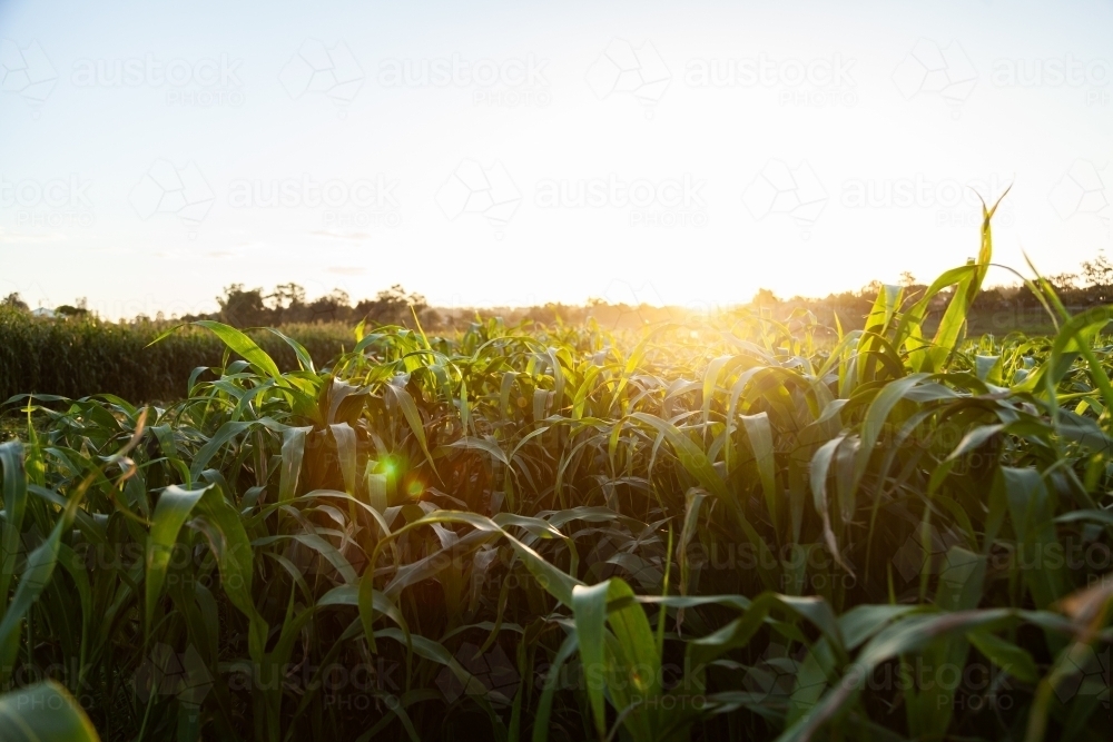 Stalks of green forage crop plants on farm in afternoon light - Australian Stock Image
