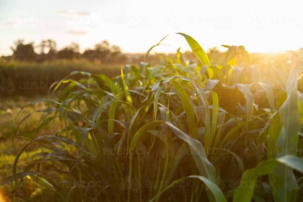 Stalks of green forage crop plants on farm in afternoon light - Australian Stock Image