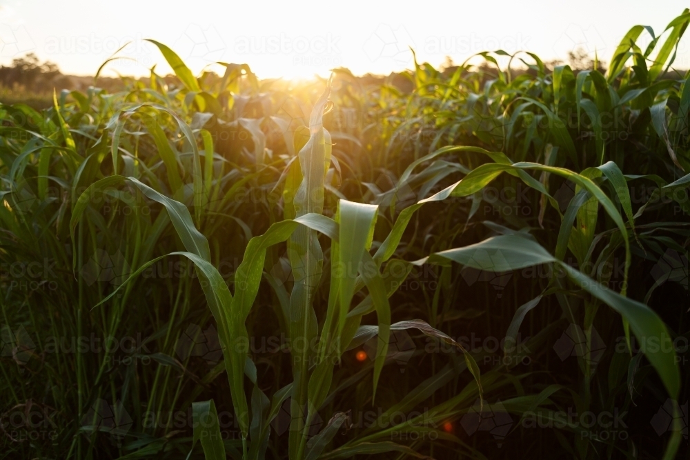 Stalks of green forage crop plants on farm in afternoon light - Australian Stock Image