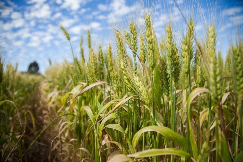 Stalks of green wheat in a sunlit grain paddock - Australian Stock Image