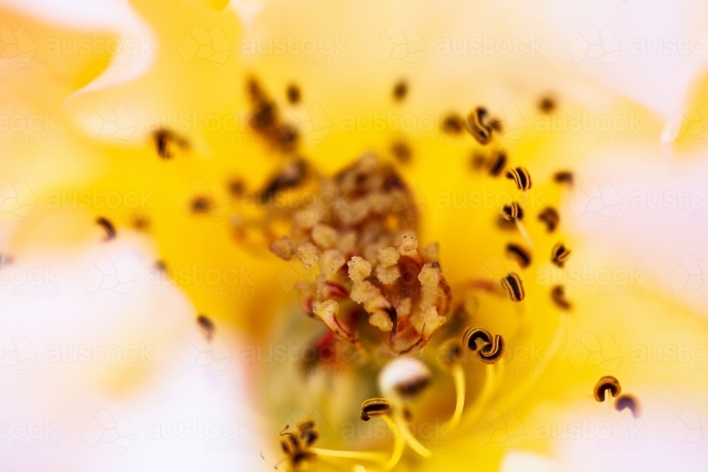 Stamens in the center of a rose flower - Australian Stock Image