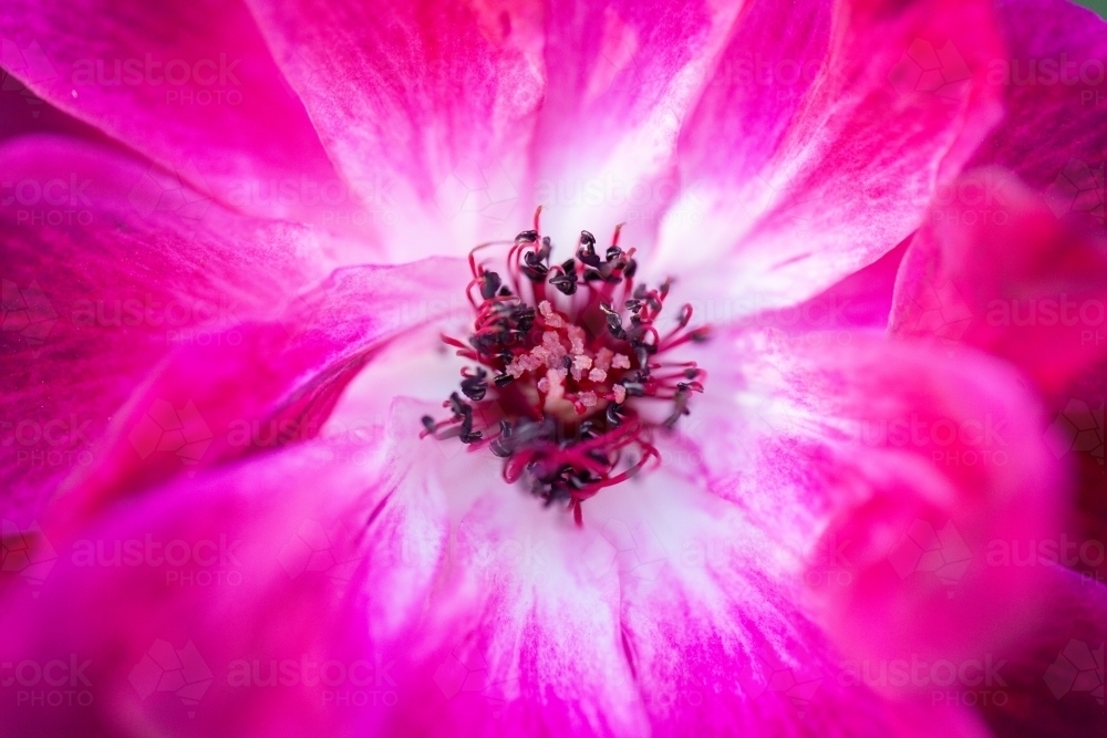 Stamens in the center of a rose flower - Australian Stock Image