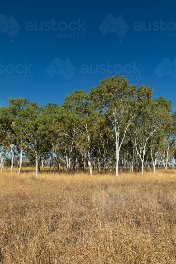stand of ghost gum trees in dry grass with blue sky - Australian Stock Image