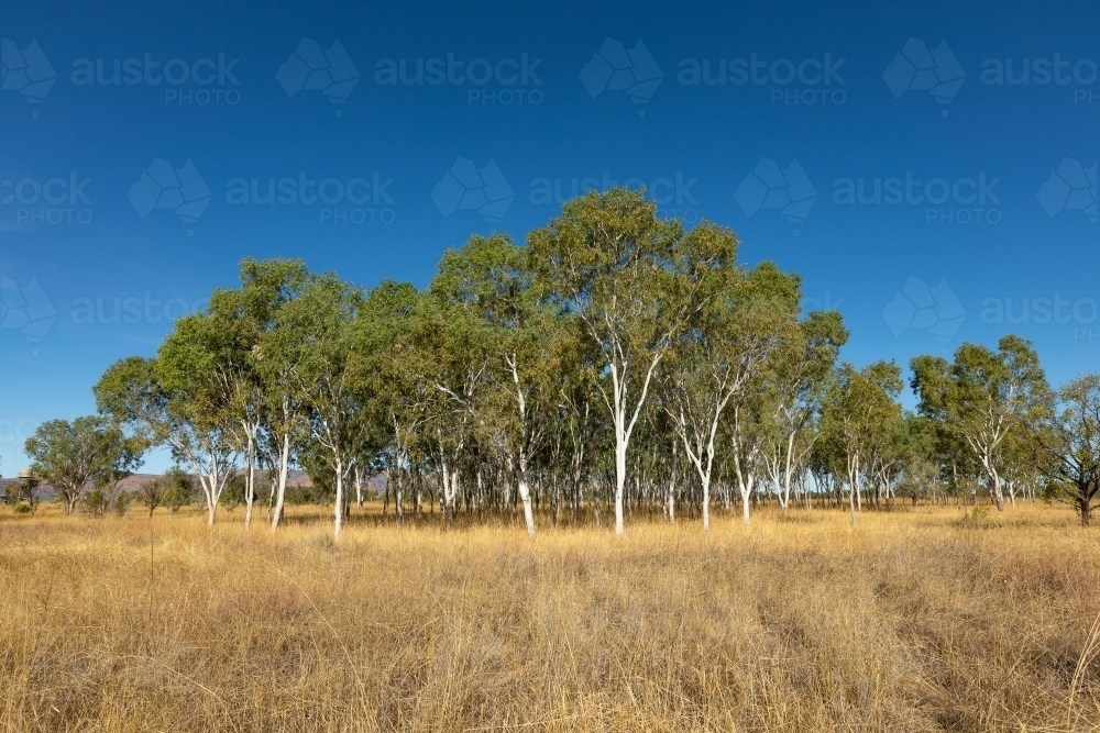 stand of ghost gum trees in dry grass with blue sky - Australian Stock Image