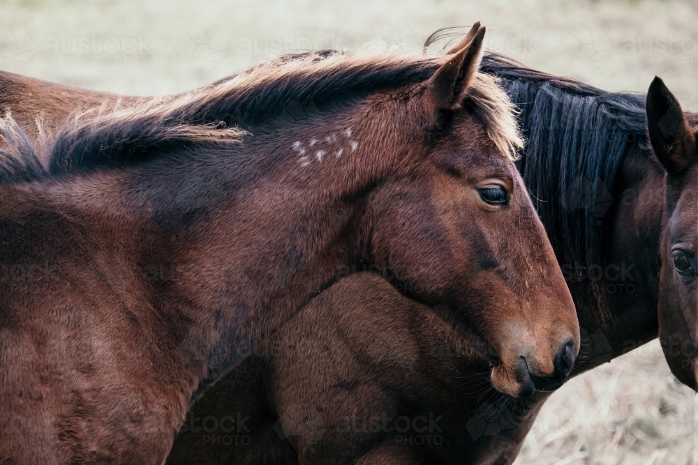 Standard bred colt with mother horse. - Australian Stock Image