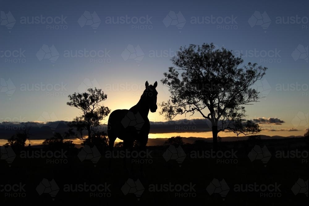 Standing Horse Silhouette Between Trees at Sunset - Australian Stock Image