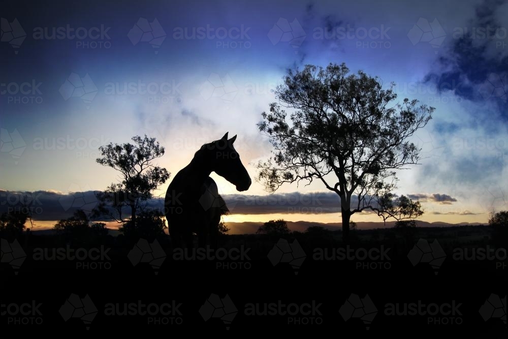 Standing Horse Silhouette Between Trees at Sunset - Australian Stock Image