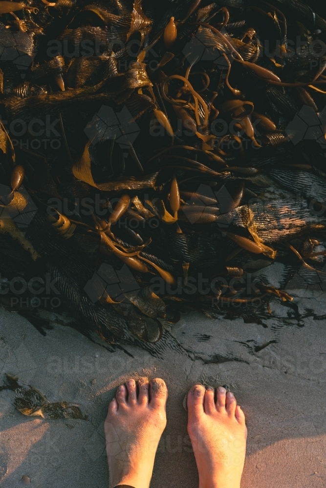 Standing next to brown seaweed - Australian Stock Image