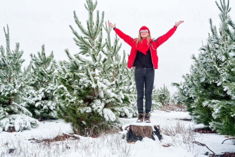 Standing on a tree stump in a young planted pine forest covered in snow - Australian Stock Image
