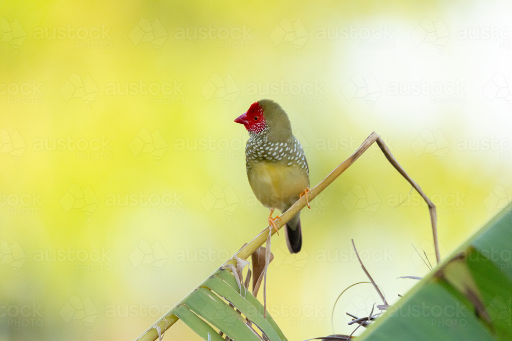 Star Finch (Emblema ruficauda) perched on thin plant stem - Australian Stock Image