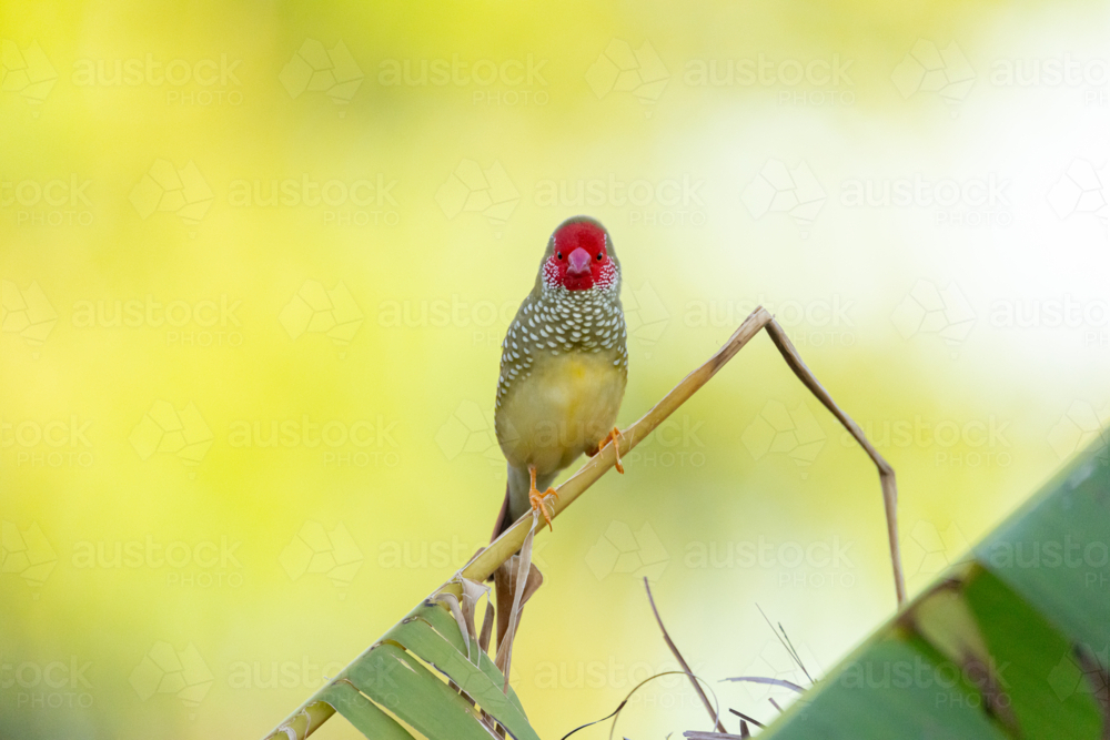 Star Finch (Emblema ruficauda) resting on plant stem - Australian Stock Image