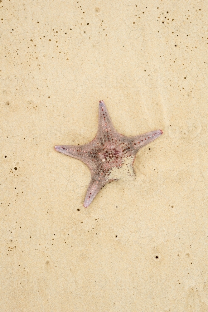 Starfish lying in sand - Australian Stock Image