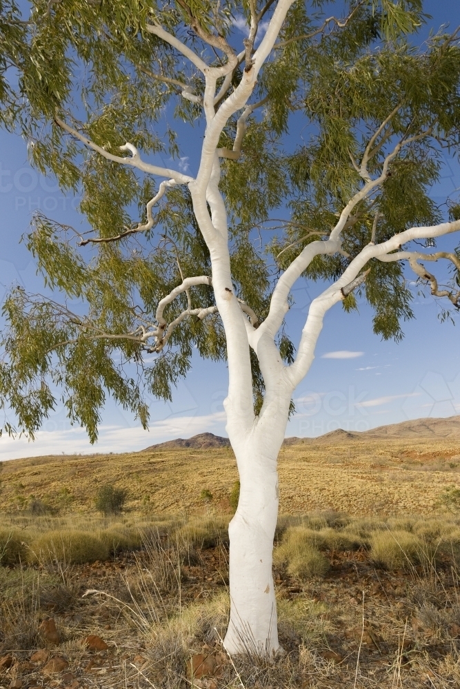 Stark white Ghost Gum tree in the outback - Australian Stock Image