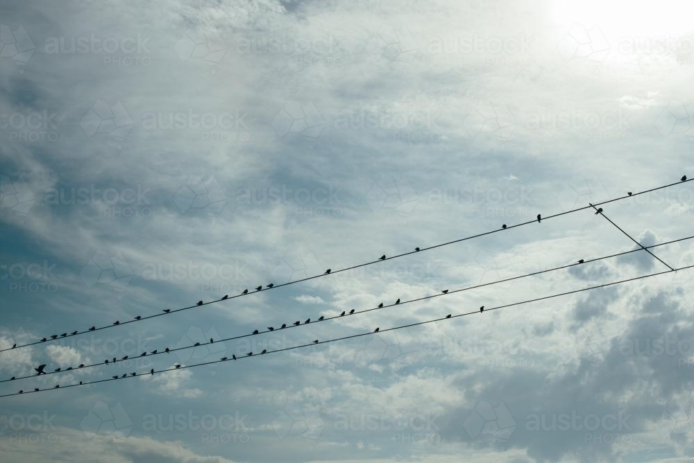 Starlings roosting on powerline - Australian Stock Image