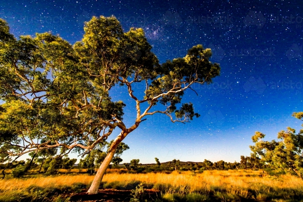 Starry sky and moonlight lighting up outback tree - Australian Stock Image
