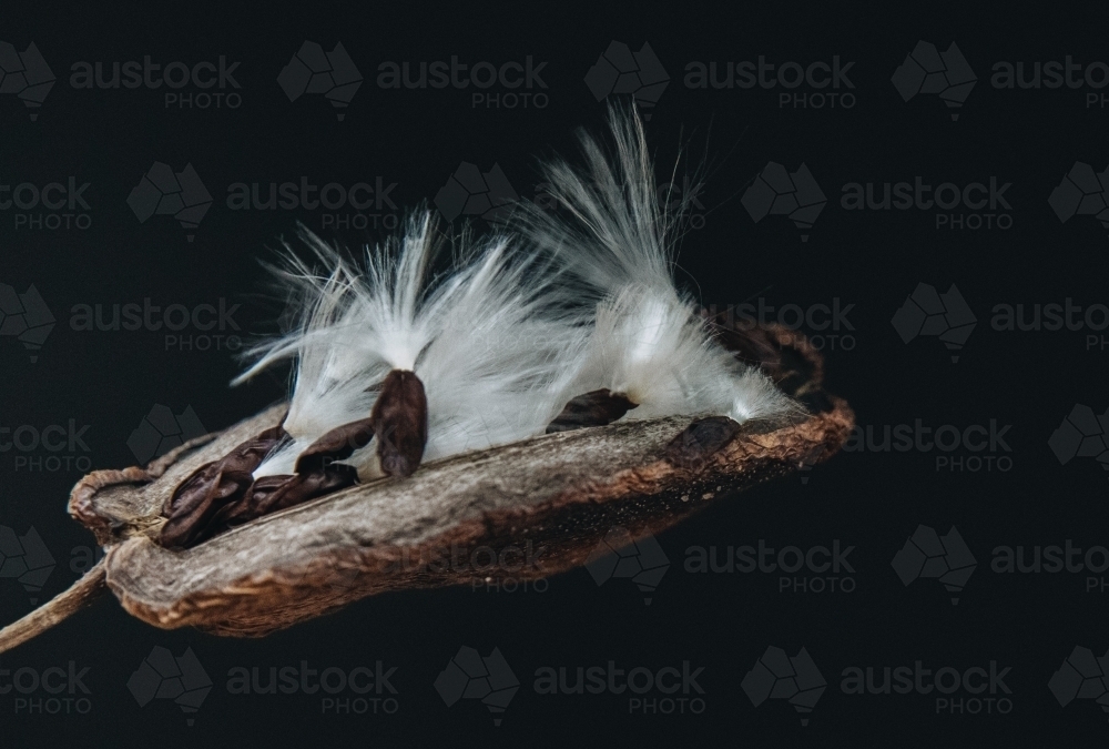 Stephanotis Seed - Australian Stock Image
