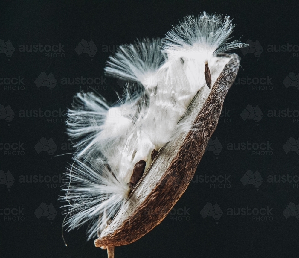 Stephanotis Seed - Australian Stock Image