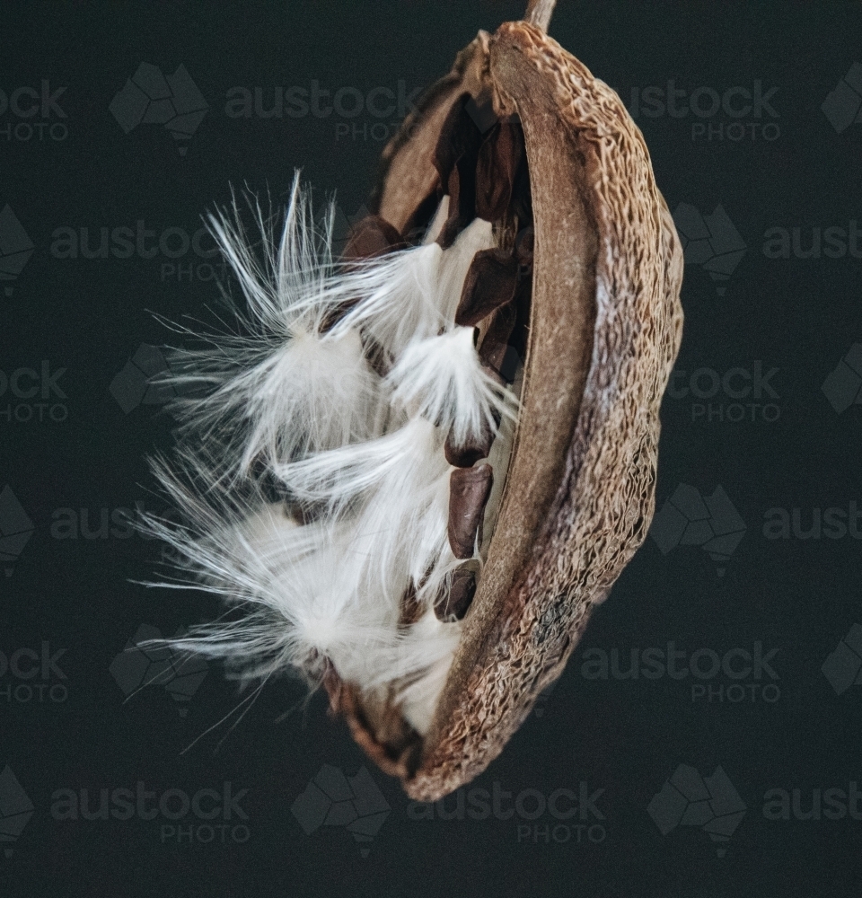 Stephanotis Seed - Australian Stock Image