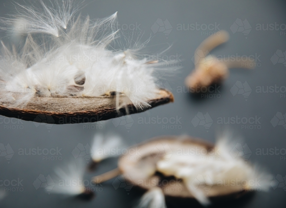 Stephanotis Seed - Australian Stock Image