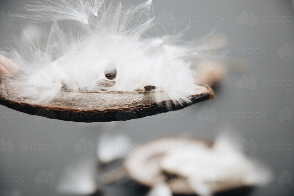Stephanotis Seed - Australian Stock Image