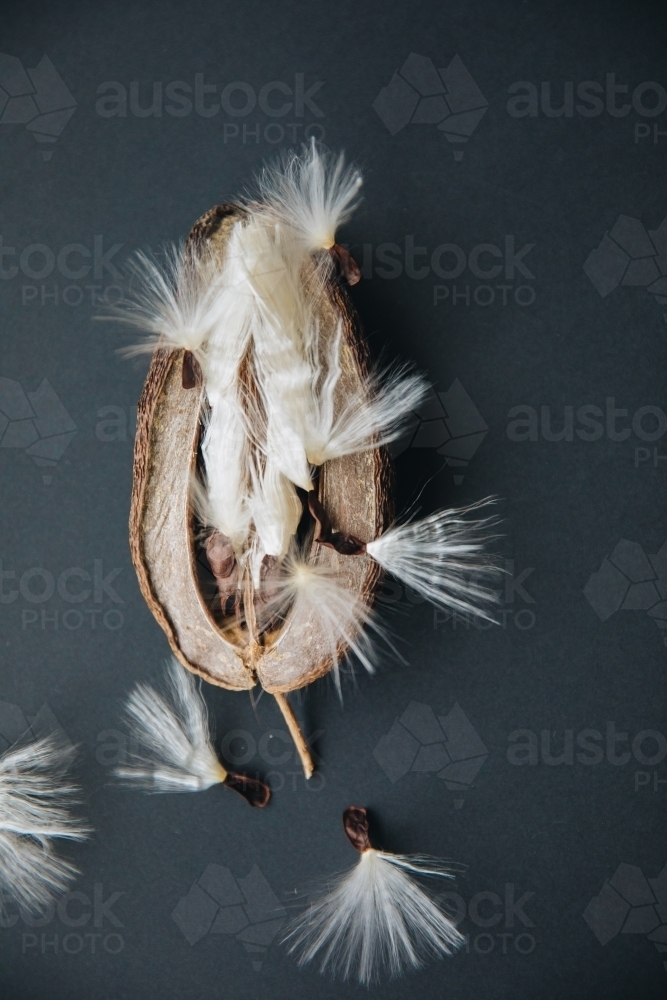 Stephanotis Seed - Australian Stock Image