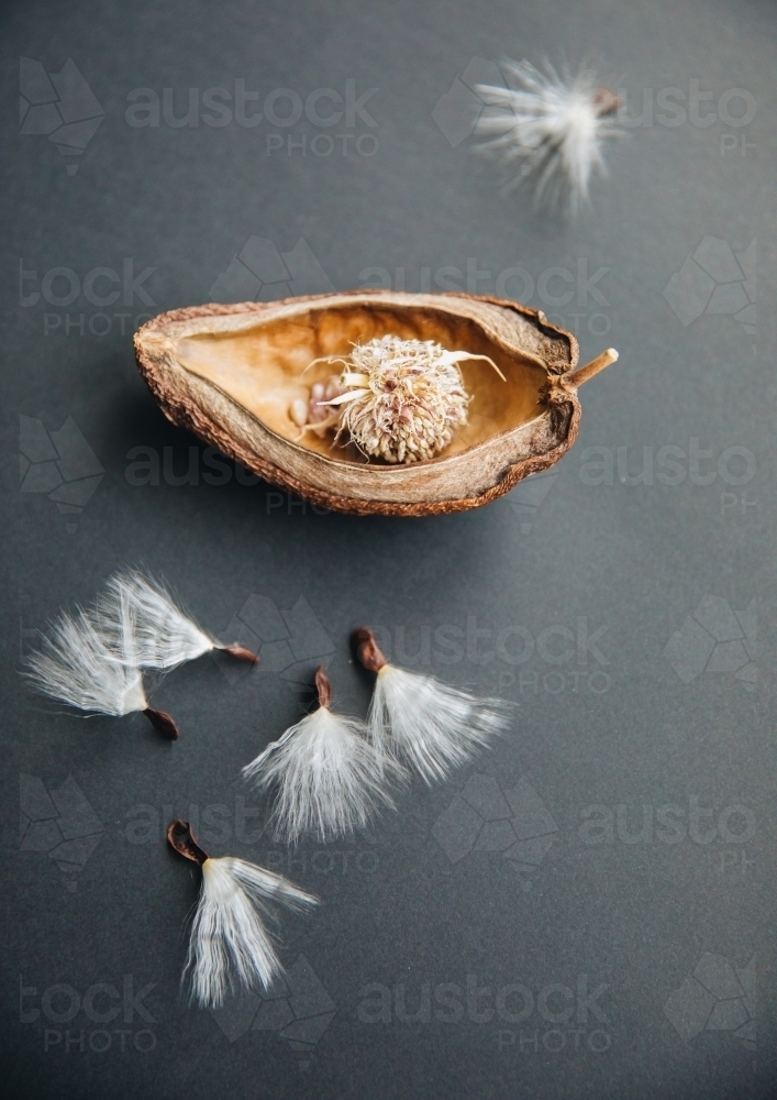 Stephanotis Seed - Australian Stock Image