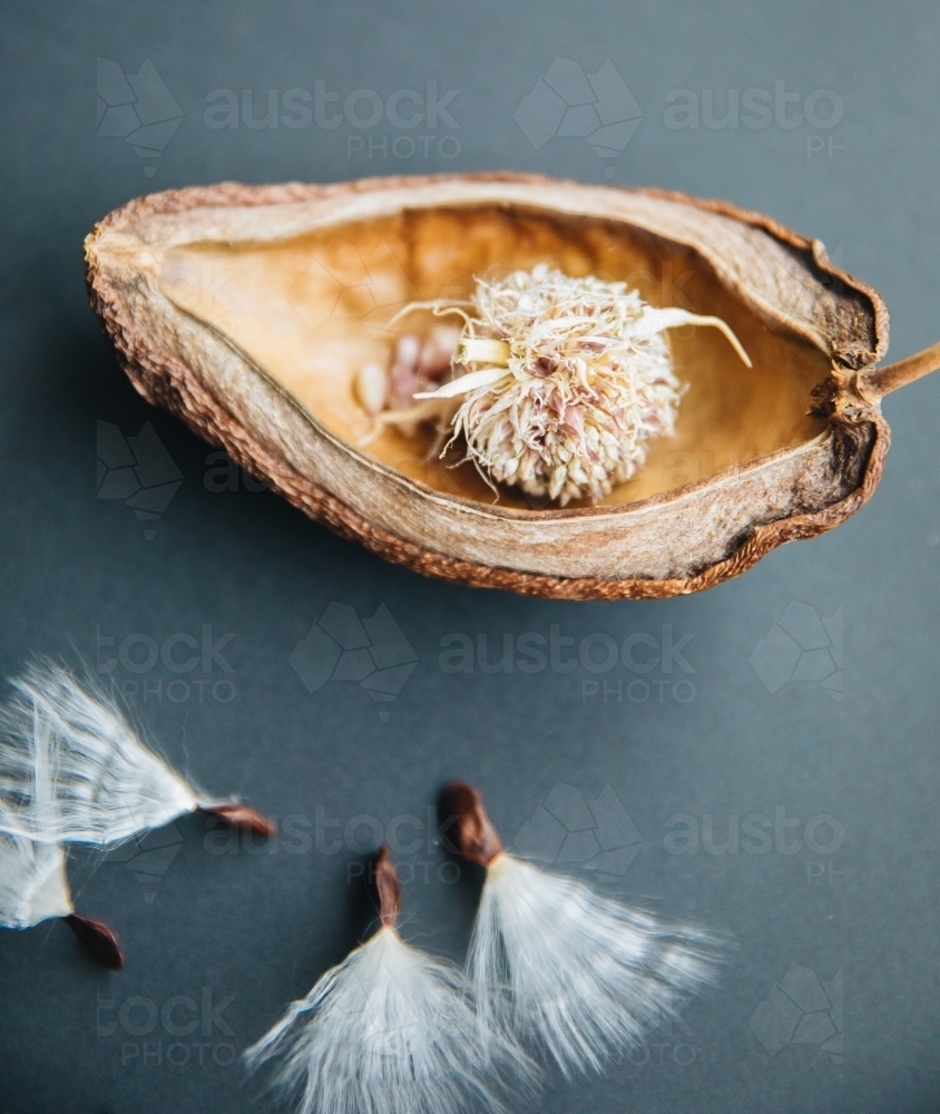 Stephanotis Seed - Australian Stock Image