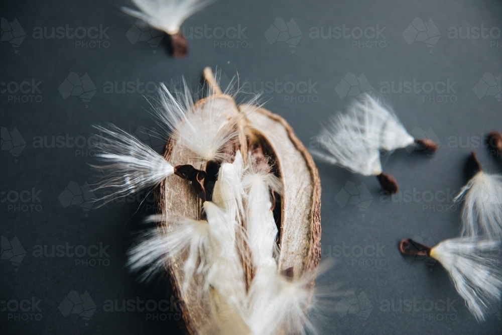 Stephanotis Seed - Australian Stock Image
