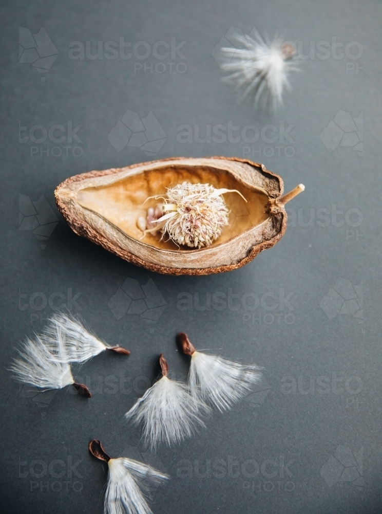 Stephanotis Seed - Australian Stock Image