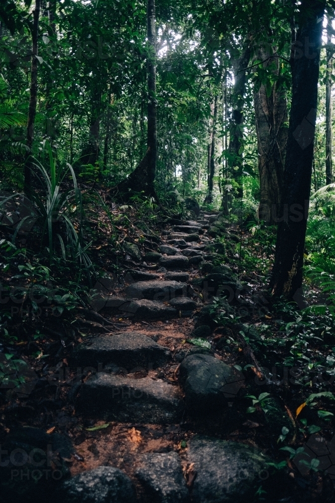 Steps through rainforest Mossman Gorge - Australian Stock Image